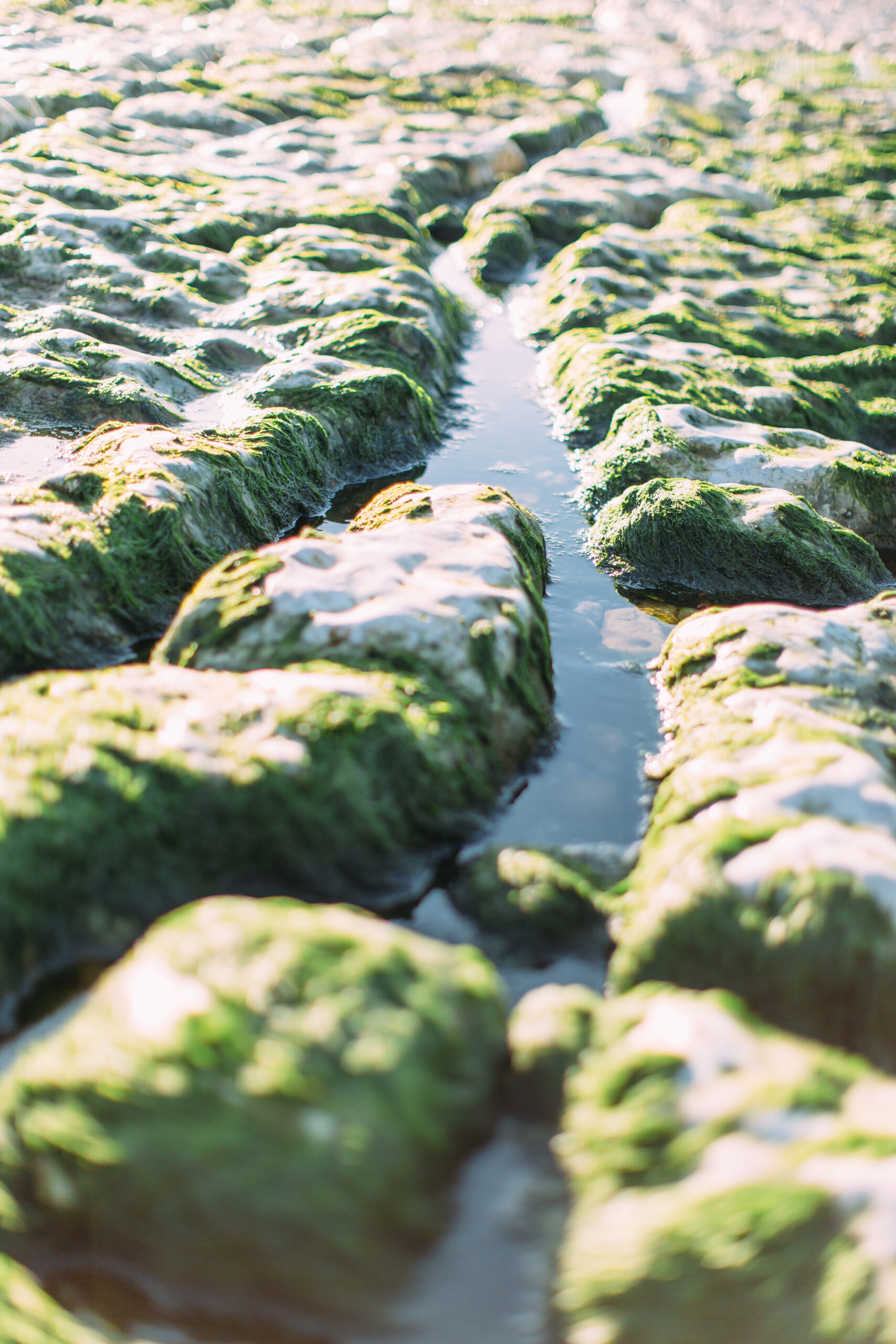 Marshberry Europe river close up