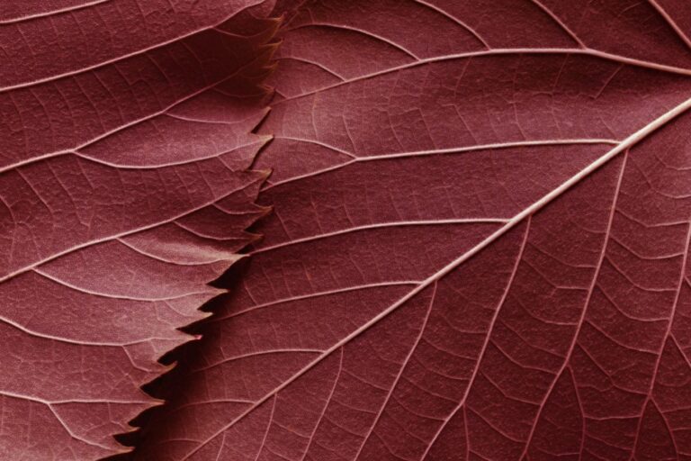 Red leaf Marshberry