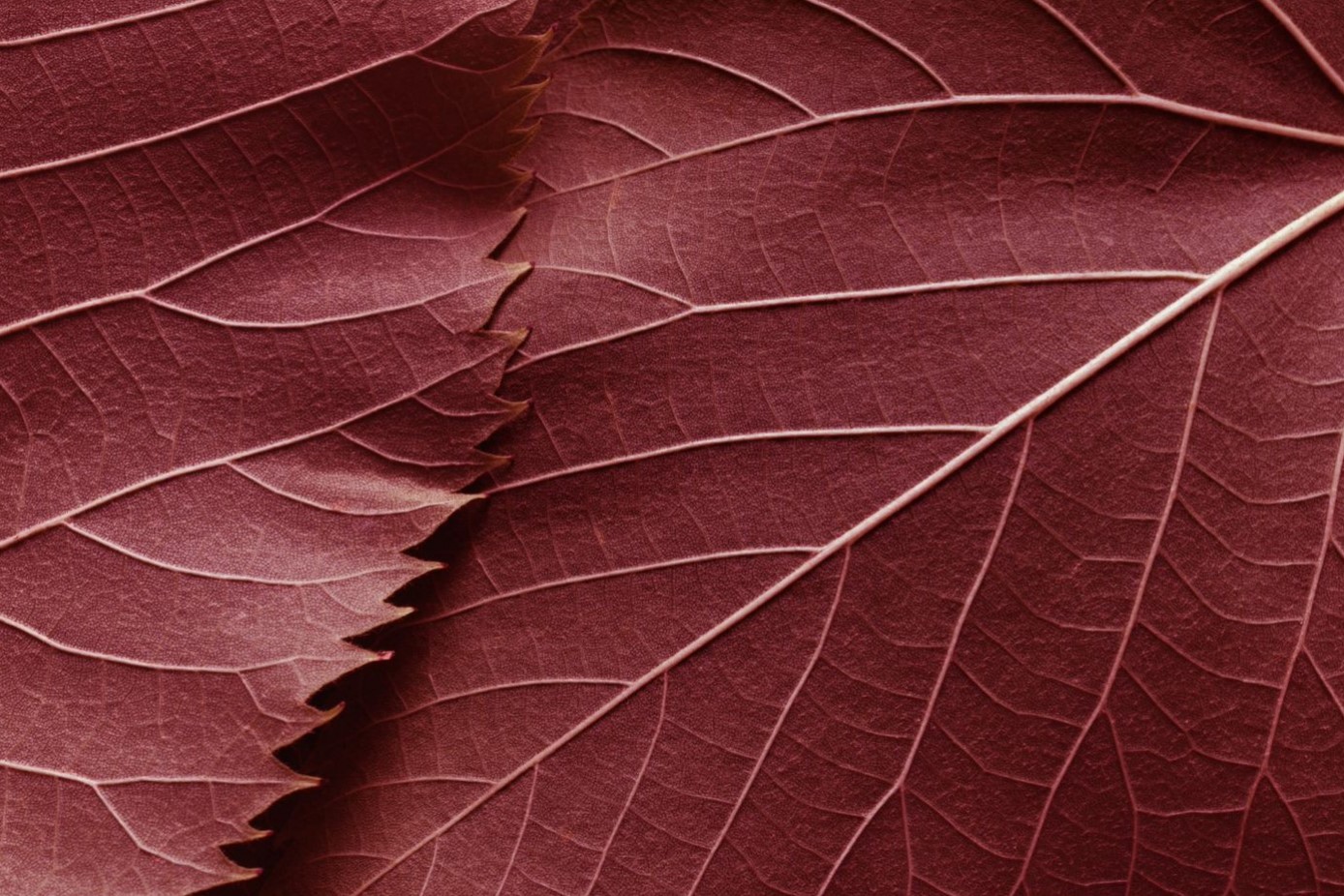 Red leaf Marshberry