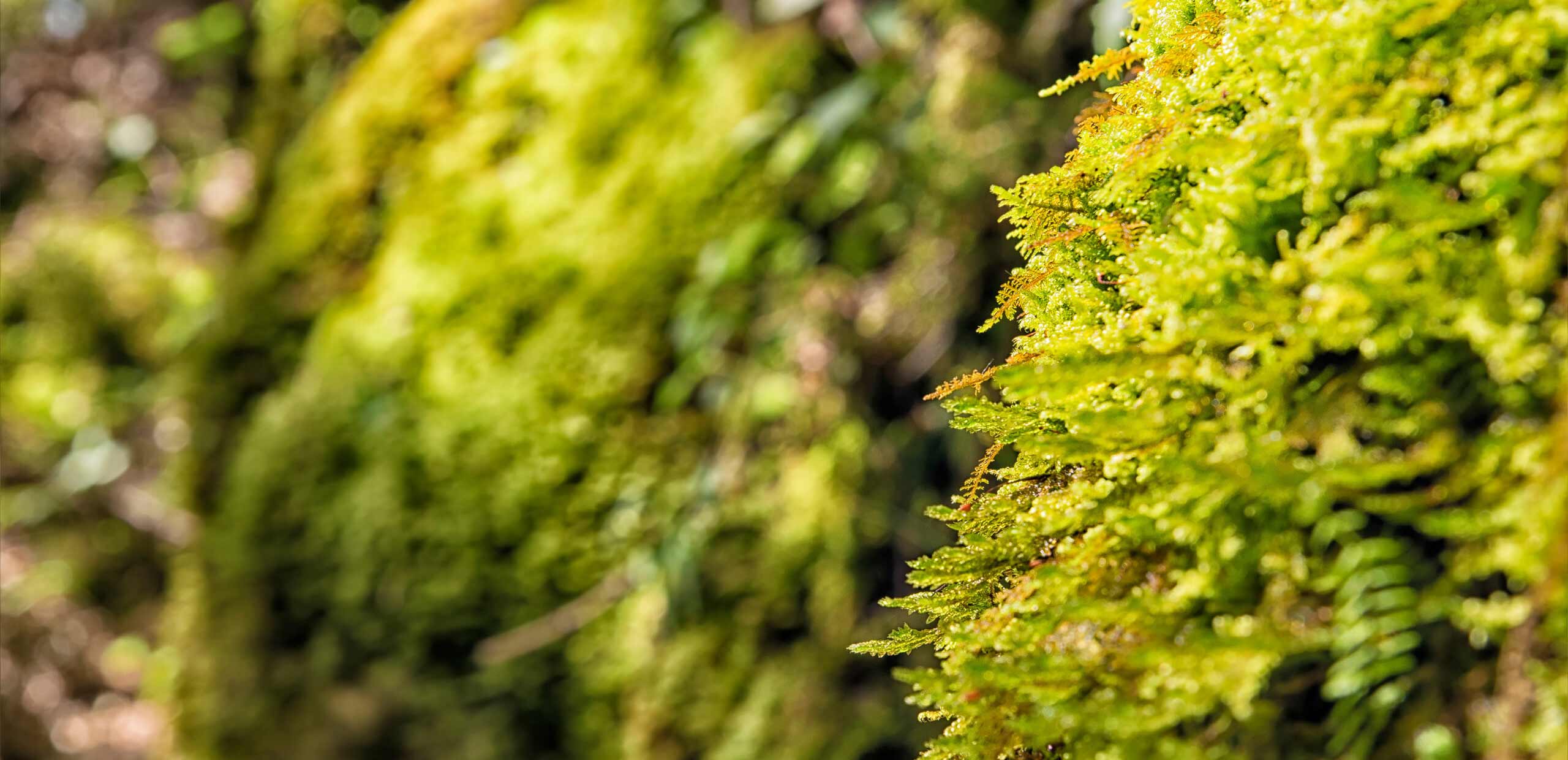 MarsBerry Corporate Finance Advisory banner - Closeup green moss on mountain