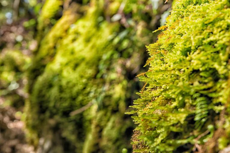 Moss Marshberry
