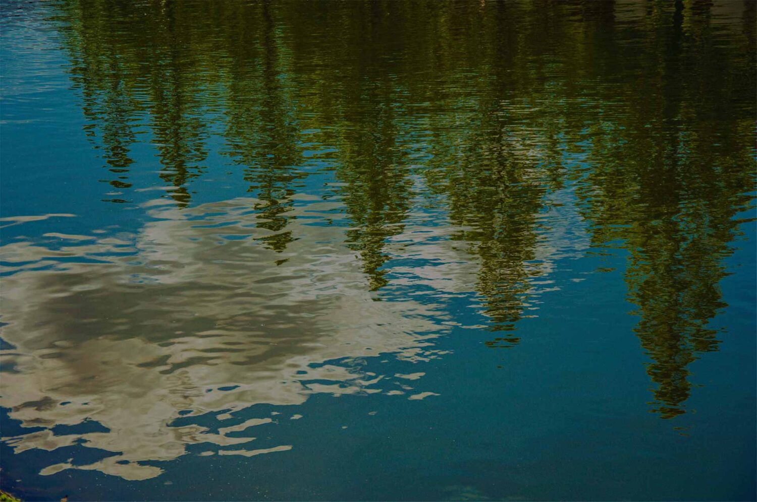 trees reflection in lake