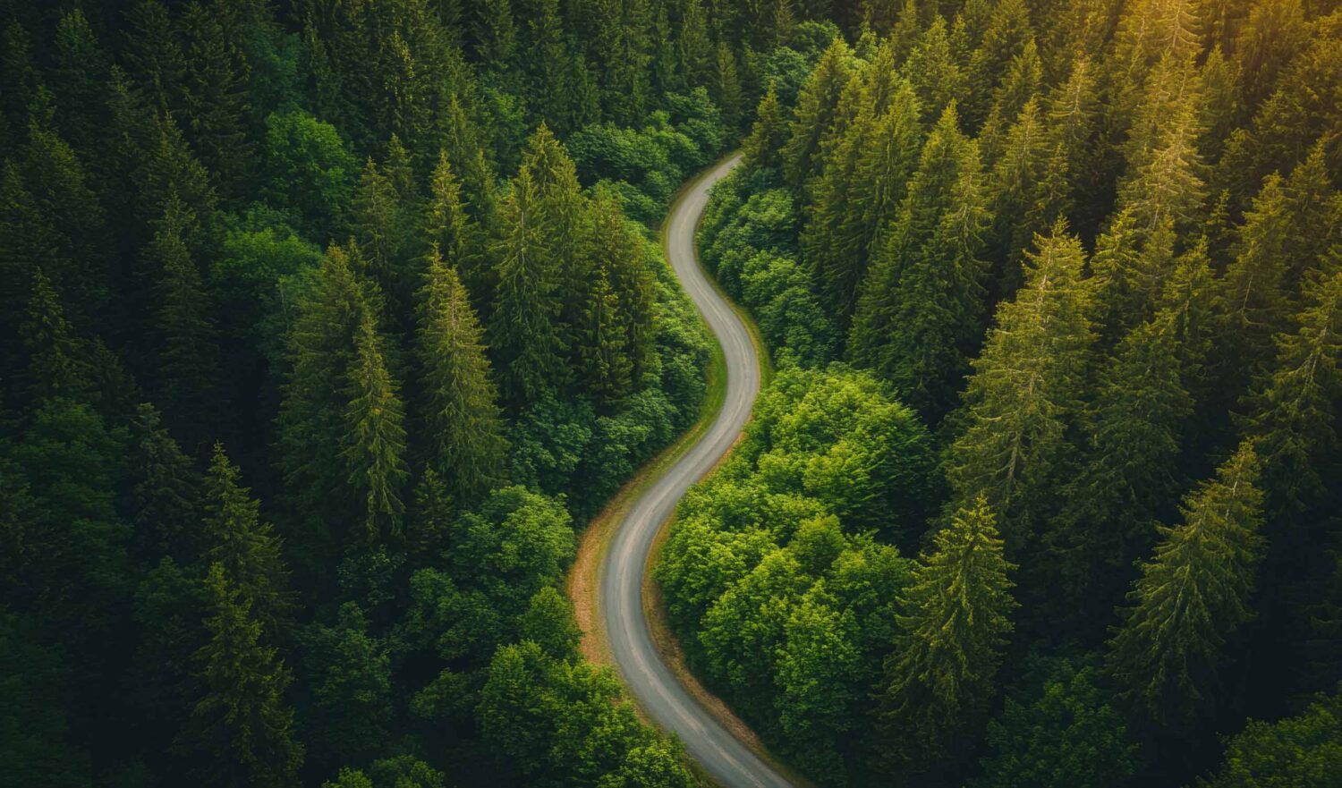 winding road through the forest