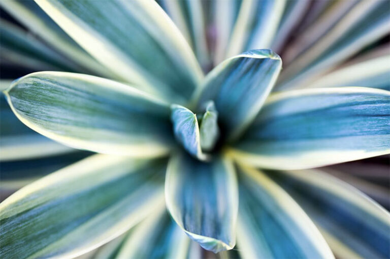 blue-flower-closeup