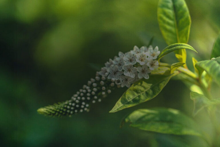 green floral background image
