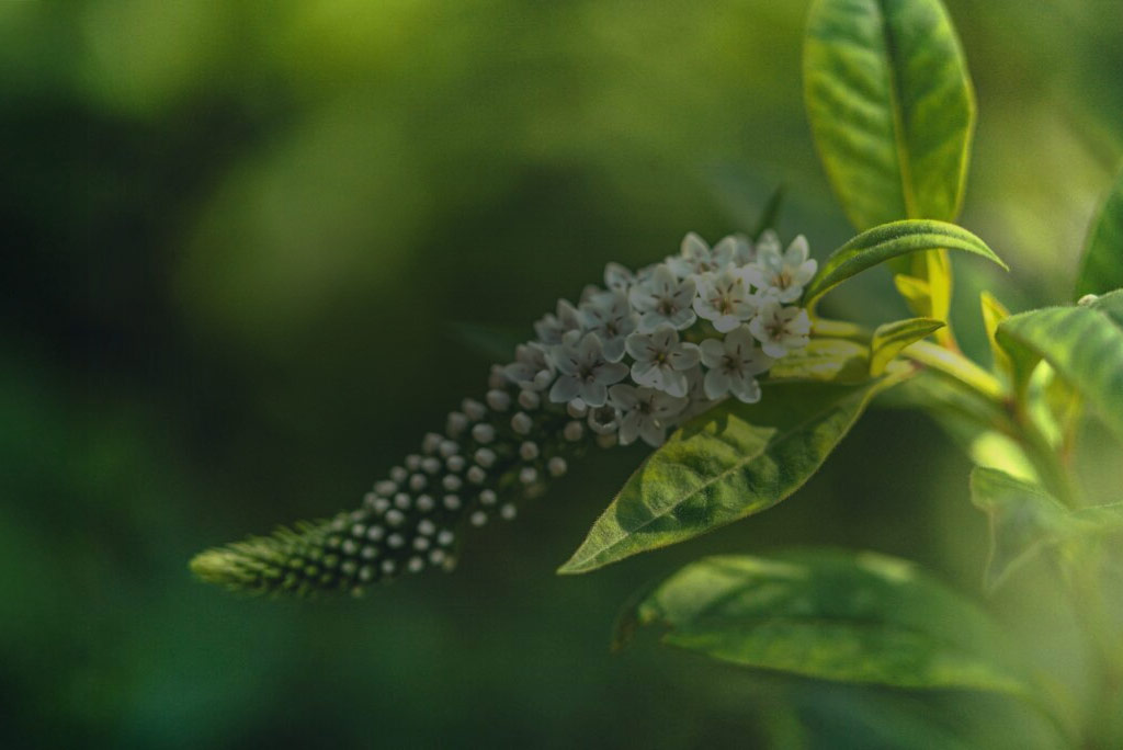 green floral background image