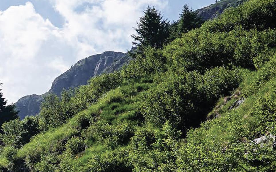 Lush green hill side