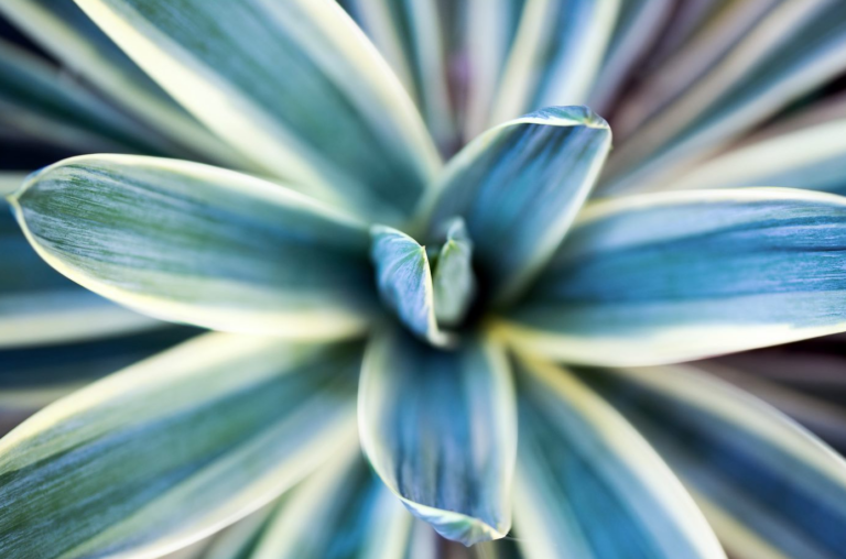 Creating a Perpetuation Plan