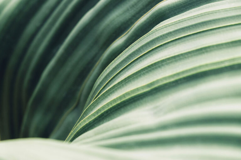 leaf closeup