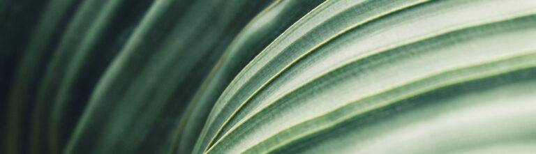Abstract green leafy plant