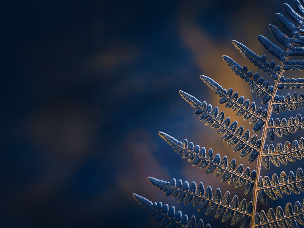 blue flower branch closeup