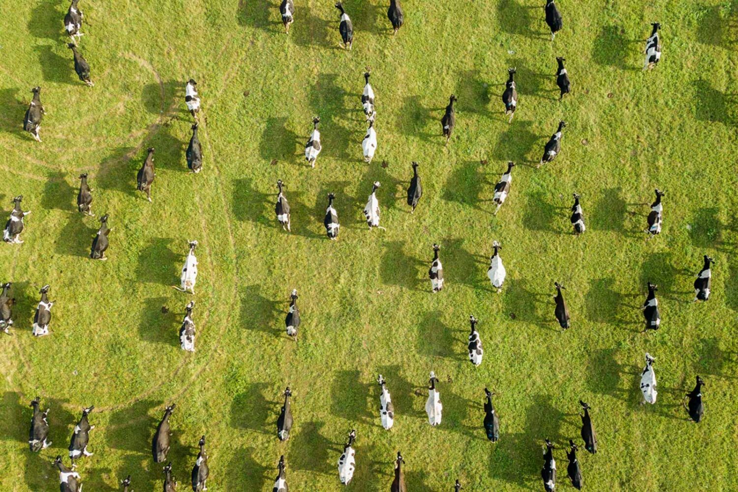 overhead photo of a cow pasture