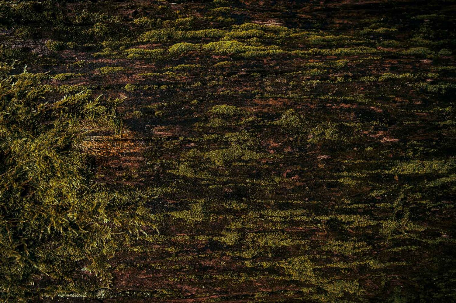 aerial view of mossy forrest floor
