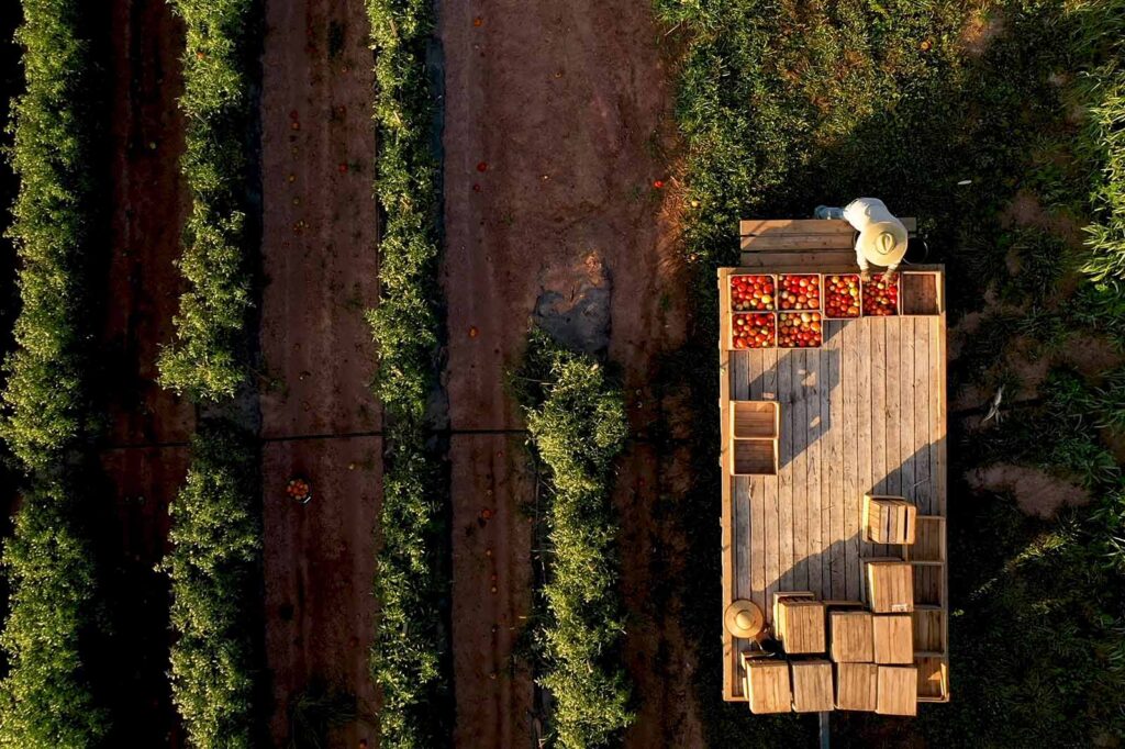 aerial view of an apple orchard with wagon