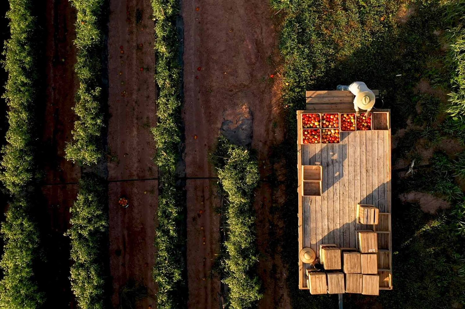 aerial view of an apple orchard with wagon
